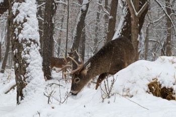 Deer